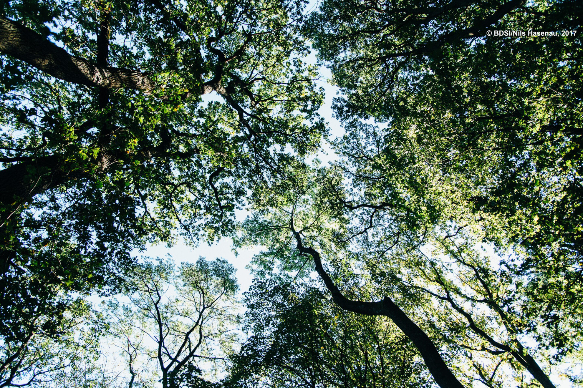 Wald tut gut! Terpene sind ätherische Öle von Bäumen und Pflanzen im Wald, über die Kommunikation untereinander stattfindet. Die flüchtigen Stoffe sorgen für den oft als typisch empfundenen Waldduft. Sie haben eine beruhigende Wirkung auf das zentrale Nervensystem, wodurch sie Stresshormone reduzieren und die Stimmung verbessern können. Zudem wirken Terpene entzündungshemmend und antioxidativ.